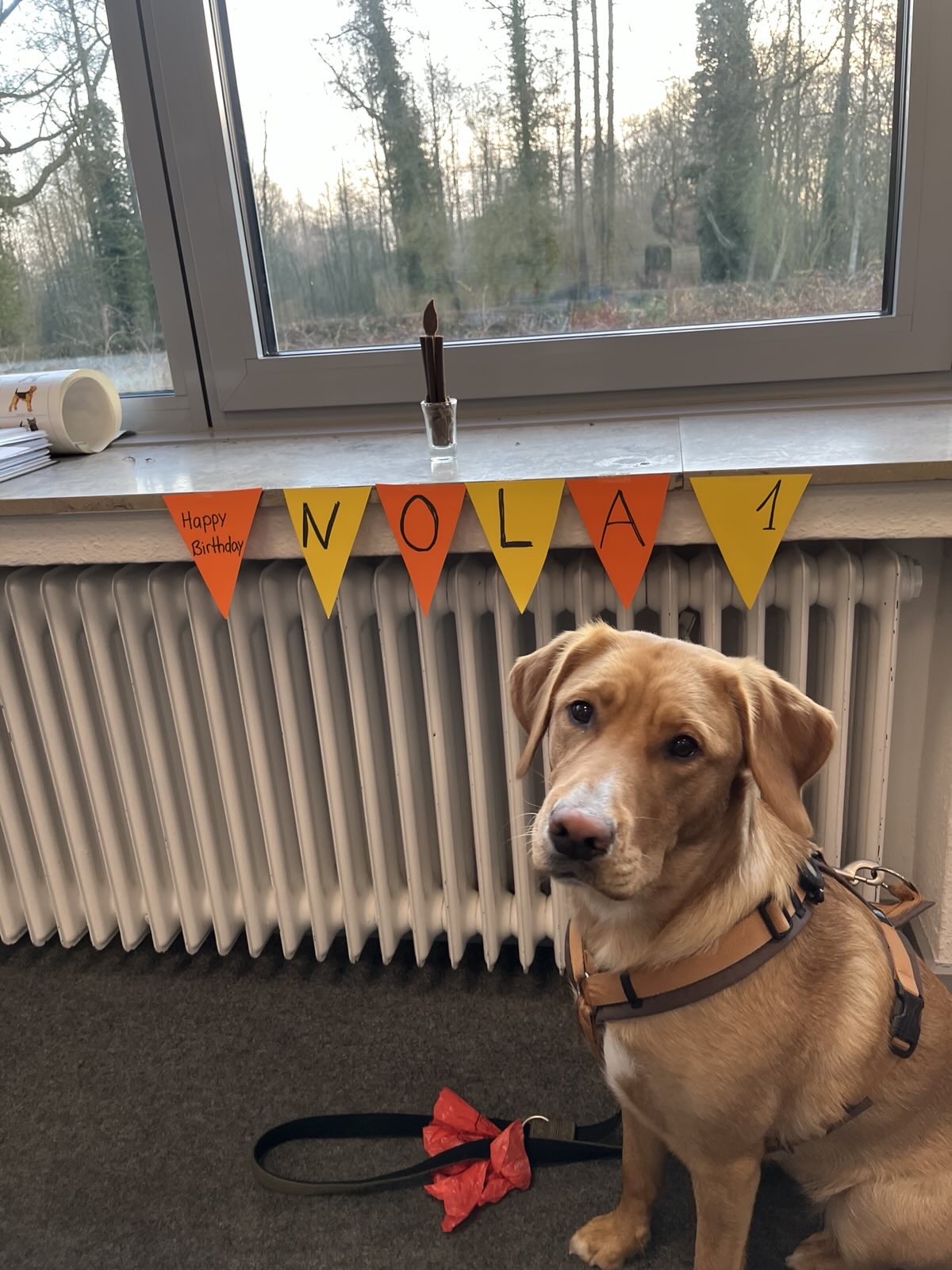Unser Schulhund Nola – ein Herz auf vier Pfoten