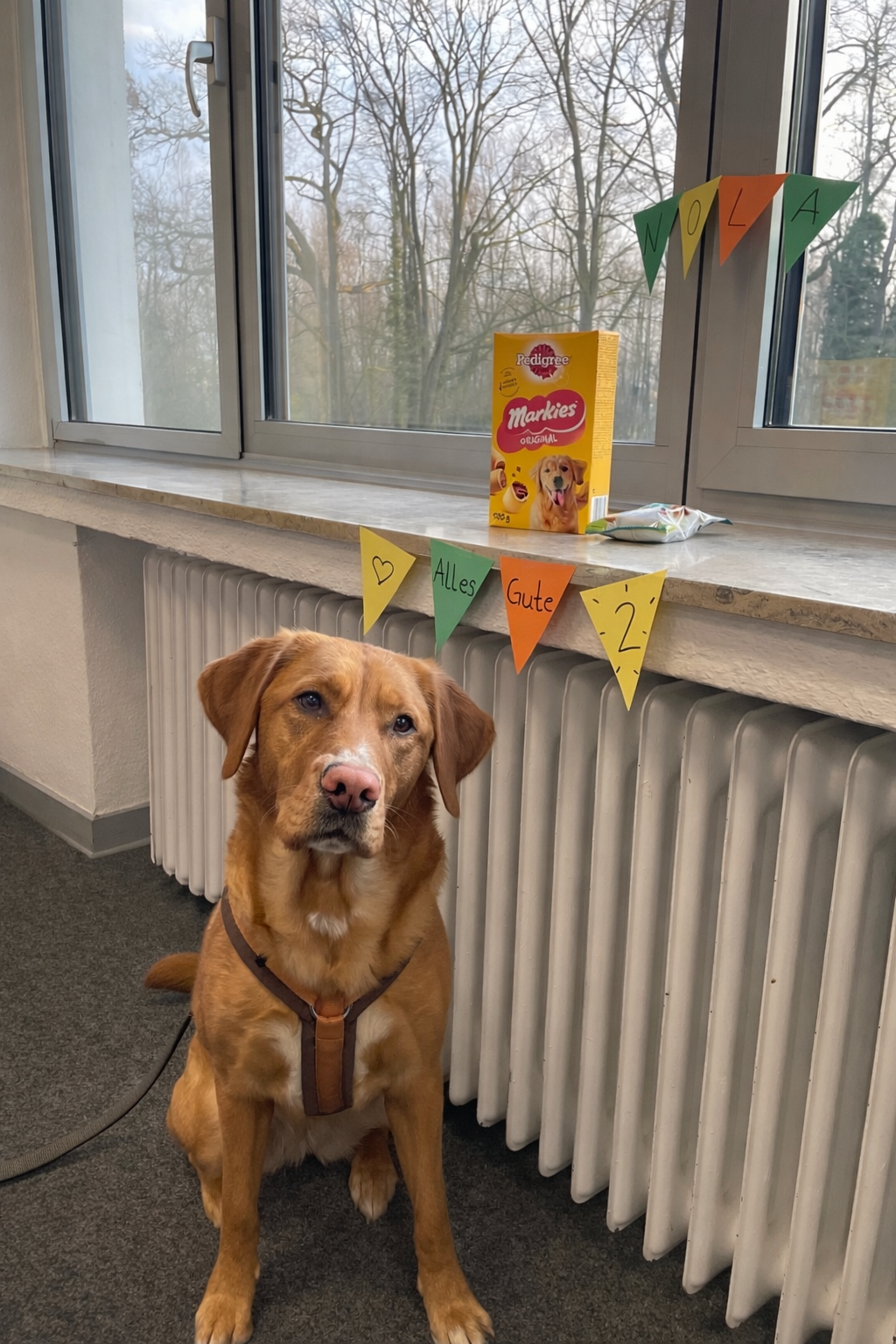 Nola feiert Geburtstag! 🎉🐾